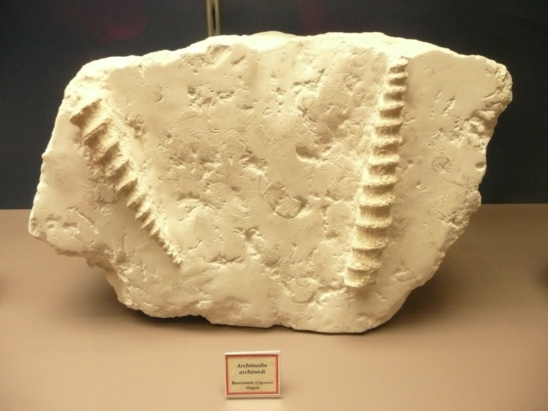 Archimedia archimedi : gasteropode (Musée Urgonia)