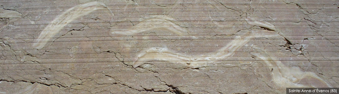 Calcaire à grands bivalves - Chondrodontes -  Sainte-Anne d'Évenos
