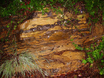 Stromatolites silicifiés - Permien supérieur - Cap Garonne - Le Pradet