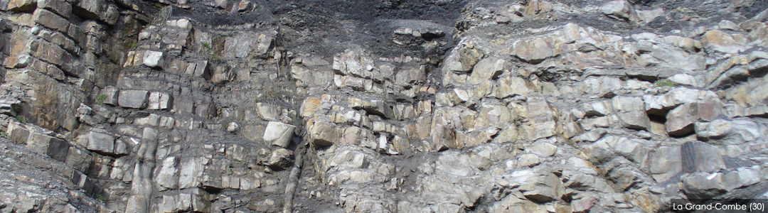 Troncs fossiles en place - La Grand-Combe - Forêt fossile