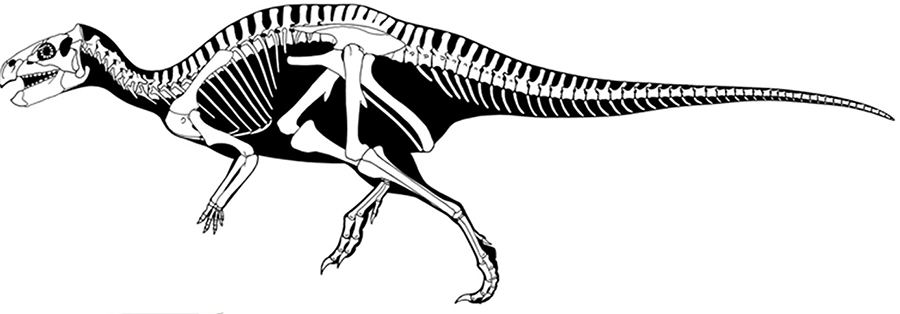 Reconstitution du rhabdodon