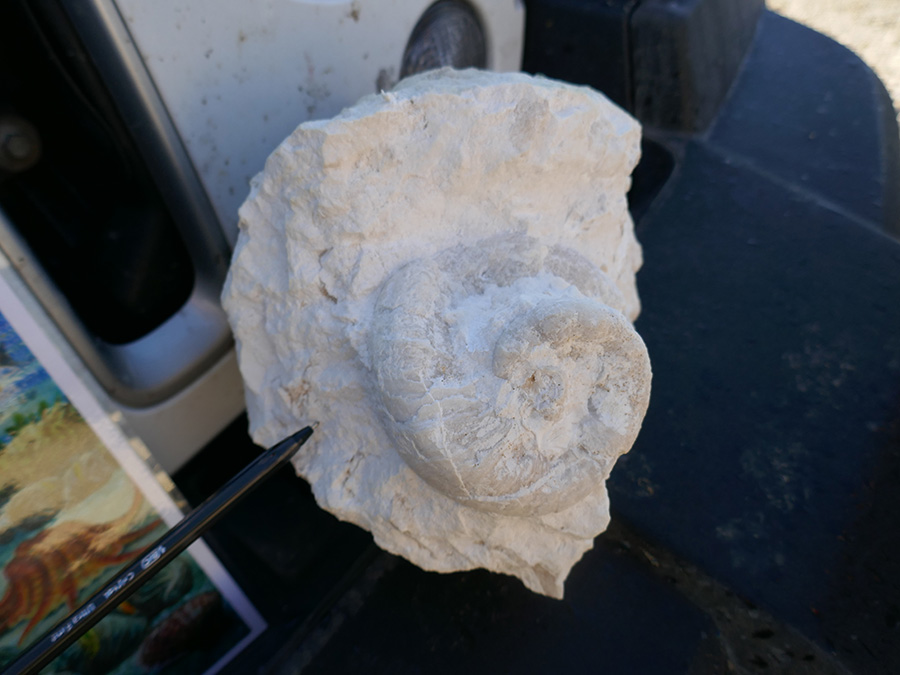 Rudiste Requienia ammonia