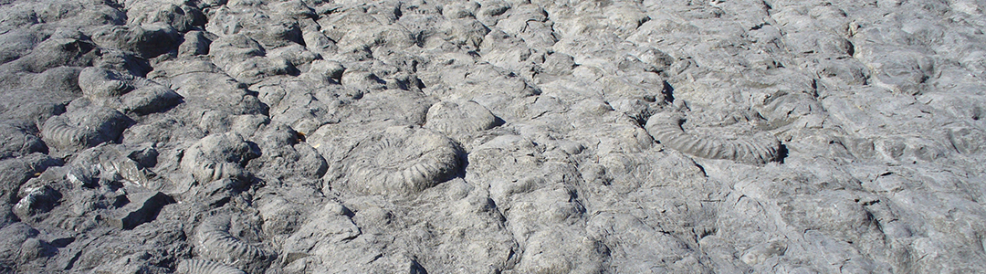 Dalle aux ammonites
