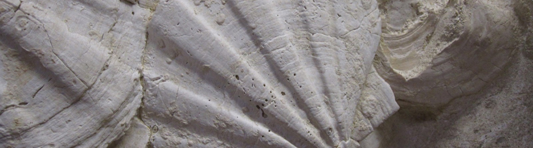 Gigantopecten restitutensis - Lacoste (84) Miocène
