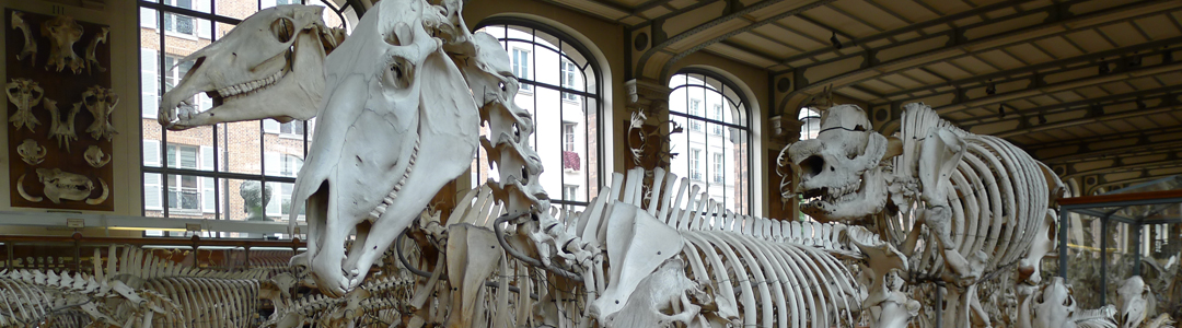 Museum d'Histoire Naturelle de Paris - Galerie d'anatomie comparée