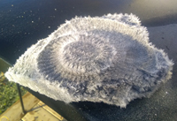 Ammonite gelée au mois de novembre - Reillanne