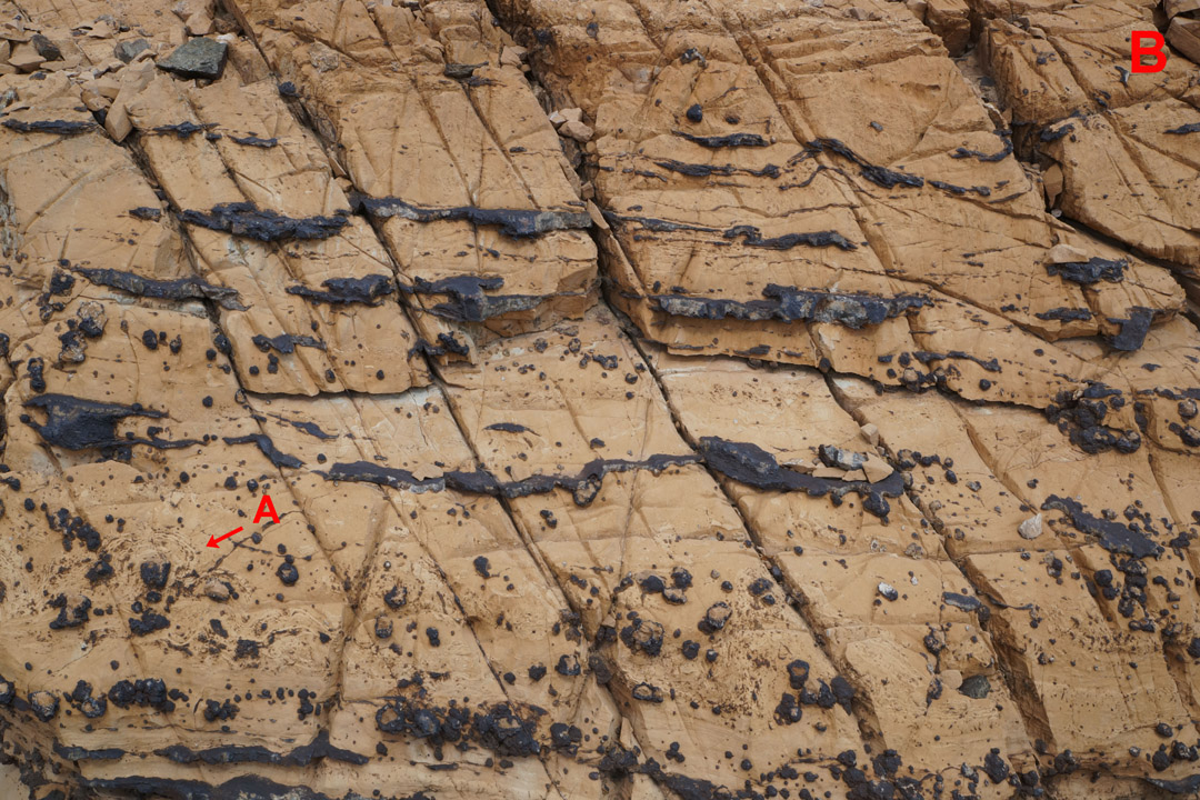Stromatolites du Trias - Dôme des Petites Rousses